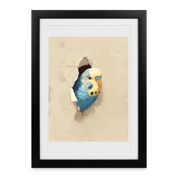 Perruche ondulée - Affiche encadrée (27 × 37 cm) - noir - Devant