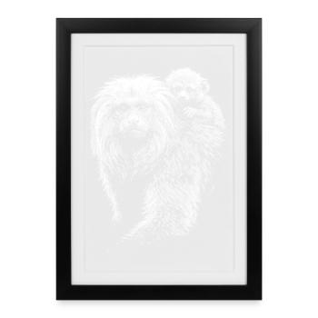 Lion tamarins - Framed poster (27 × 37 cm) - black - Front