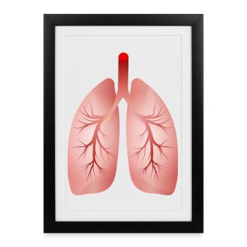 Human Lung – Medical Illustration - Framed poster (27 × 37 cm) - black - Front