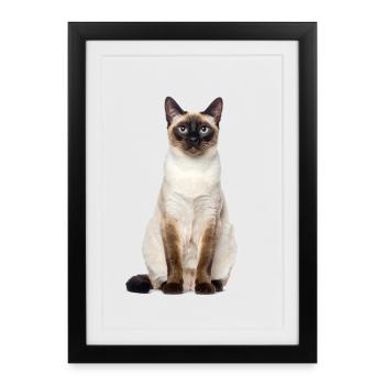 Siam Cat – Good Pet Edition - Framed poster (27 × 37 cm) - black - Front