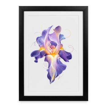 Glowing Iris Blossom Abstract Floral Motif - Framed poster (27 × 37 cm) - black - Front