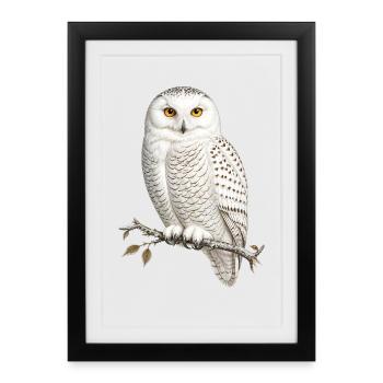 Nocturnal White Owl Bubo scandiacus - Framed poster (27 × 37 cm) - black - Front