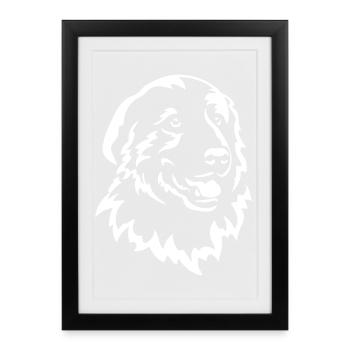Maremmano Head "Black Edition" - Framed poster (27 × 37 cm) - black - Front