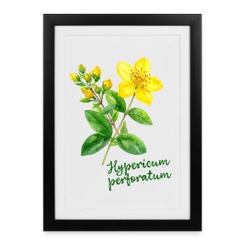Hypericum perforatum - illustration botanique - Affiche encadrée (27 × 37 cm) - noir - Devant