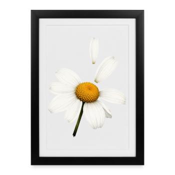 Marguerite with flying petals design - Framed poster (27 × 37 cm) - black - Front