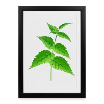 La super plante d’ortie et le remède - Affiche encadrée (27 × 37 cm) - noir - Devant