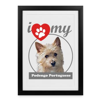 I love my Podengo Portuguese cerdoso - Framed poster (27 × 37 cm) - black - Front