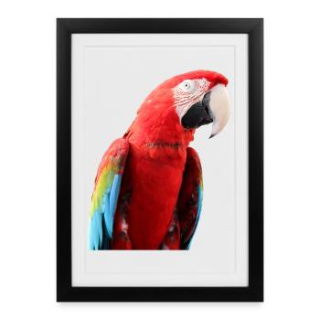 Perroquets oiseau T-shirt cadeau - Affiche encadrée (27 × 37 cm) - noir - Devant