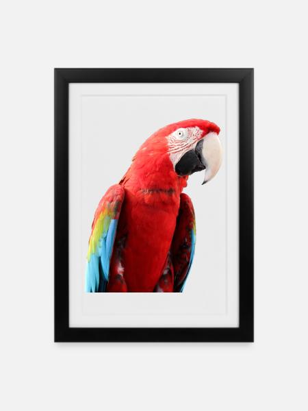 Papageien Vogel T-shirt Geschenk - Gerahmtes Poster (27 × 37 cm) - Schwarz