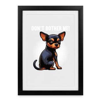 Ne me dérange pas, Pinscher miniature Pinscher Minscher Minpin - Affiche encadrée (27 × 37 cm) - noir - Devant
