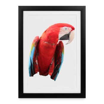 Perroquets oiseau T-shirt cadeau - Affiche encadrée (27 × 37 cm) - noir - Devant