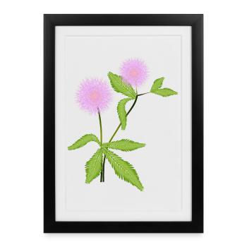Mimosa plant with its sensitive leaves - Framed poster (27 × 37 cm) - black - Front