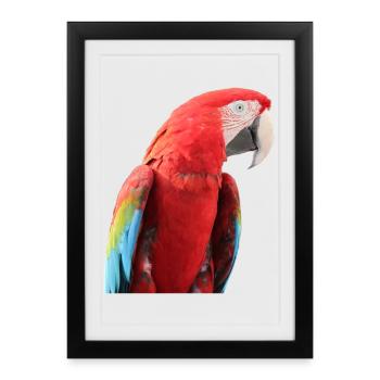 Perroquets oiseau T-shirt cadeau - Affiche encadrée (27 × 37 cm) - noir - Devant