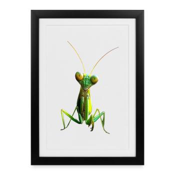 Praying Mantis Praying Mantis Love Mantis - Framed poster (27 × 37 cm) - black - Front