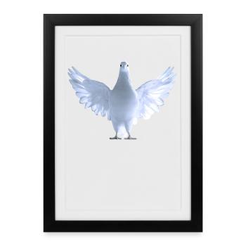 Pigeon White City Pigeon Wood Pigeon White Doves - Framed poster (27 × 37 cm) - black - Front