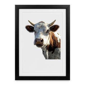 vache fermier boeuf lait veau végétalien vache vache de ferme vaches - Affiche encadrée (27 × 37 cm) - noir - Devant