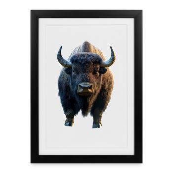 Bison, Bison, Bovins sauvages, Bison, Bison d’Amérique - Affiche encadrée (27 × 37 cm) - noir - Devant