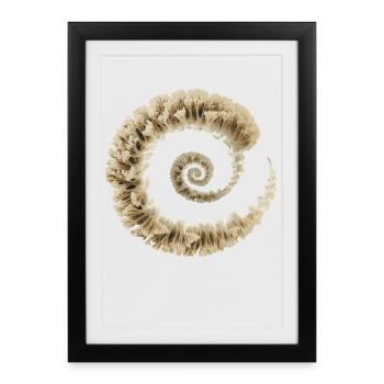 Fibonacci Fungi Spiral | Sacred Nature Art - Framed poster (27 × 37 cm) - black - Front