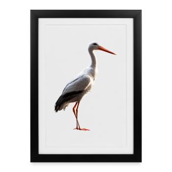 Amoureux des cigognes Cigognes blanches Cigognes géantes Cigognes - Affiche encadrée (27 × 37 cm) - noir - Devant