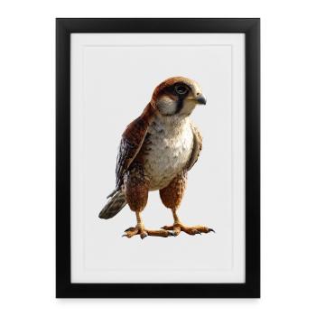 Faucon crécerelle Faucon Chasse Faucon pèlerin Faucon mignon - Affiche encadrée (27 × 37 cm) - noir - Devant