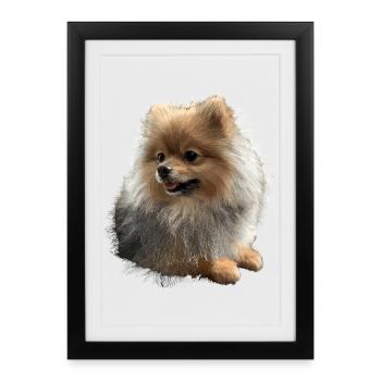 Poméranien Poméranien Poméranien Spitz allemand doux - Affiche encadrée (27 × 37 cm) - noir - Devant