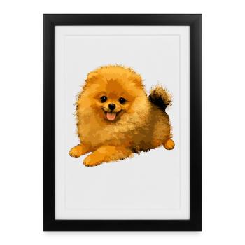 Poméranien Poméranien Poméranien Spitz allemand doux - Affiche encadrée (27 × 37 cm) - noir - Devant