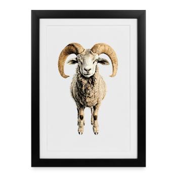Aries mouflon Aries Wild Sheep Male Sheep - Framed poster (27 × 37 cm) - black - Front
