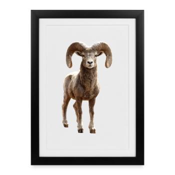 Aries mouflon Aries Wild Sheep Male Sheep - Framed poster (27 × 37 cm) - black - Front
