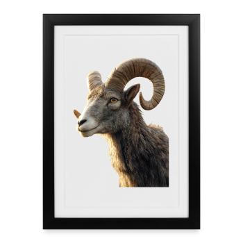 Aries mouflon Aries Wild Sheep Male Sheep - Framed poster (27 × 37 cm) - black - Front