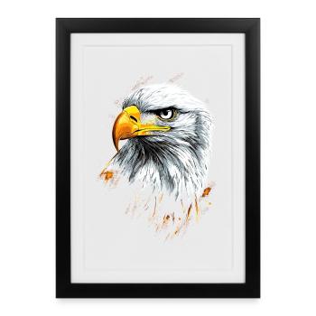 Aigle Pygargue à tête blanche Aigle royal Pygargue à queue blanche - Affiche encadrée (27 × 37 cm) - noir - Devant