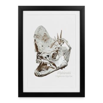 Crâne fossile de coryphène Mahimahi - Affiche encadrée (27 × 37 cm) - noir - Devant