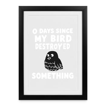 0 jour depuis que mon oiseau a détruit quelque chose d'amusant - Affiche encadrée (27 × 37 cm) - noir - Devant