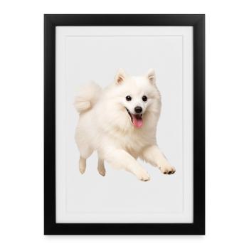 Spitz japonais - Affiche encadrée (27 × 37 cm) - noir - Devant