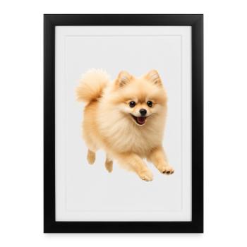 dwarf spitz - Framed poster (27 × 37 cm) - black - Front