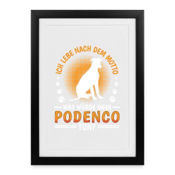 What would Podenco do Spanish Greyhound - Framed poster (27 × 37 cm) - black - Front