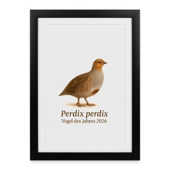 Oiseau de l'année 2026 – Perdrix perdix - Affiche encadrée (27 × 37 cm) - noir - Devant