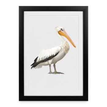 Pelicans Pelican - Framed poster (27 × 37 cm) - black - Front