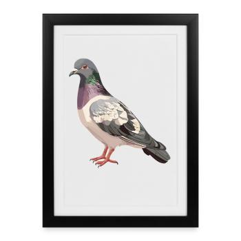 Pigeons Pigeon - Affiche encadrée (27 × 37 cm) - noir - Devant