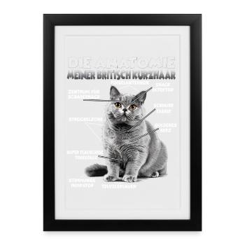 T britannique à cheveux court | Chats britanniques à poil court - Affiche encadrée (27 × 37 cm) - noir - Devant