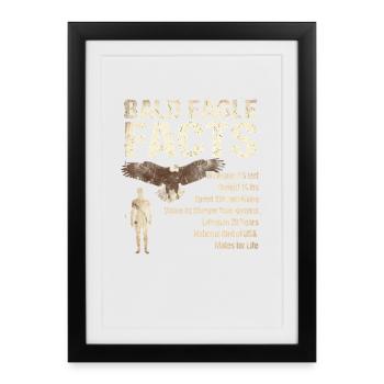 Faits sur les pygargues à tête blanche Infos sur les pygargues à tête blanche - Affiche encadrée (27 × 37 cm) - noir - Devant