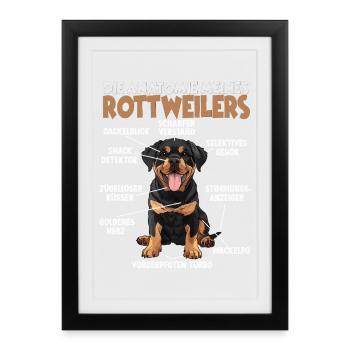 Rottweiler T pour l’entraînement et la promenade autour de Rotti - Affiche encadrée (27 × 37 cm) - noir - Devant