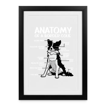 Anatomie d’un Border Collie Drôle de Chien Amoureux - Affiche encadrée (27 × 37 cm) - noir - Devant