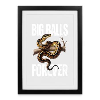King Python Snakes Lover Terrarium Python - Framed poster (27 × 37 cm) - black - Front