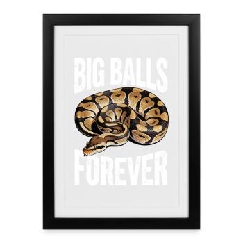 King Python Snakes Lover Terrarium Python - Framed poster (27 × 37 cm) - black - Front