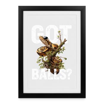 King Python Snakes Lover Terrarium Python - Framed poster (27 × 37 cm) - black - Front
