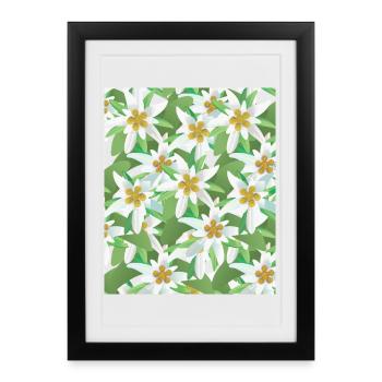 Alpes des montagnes florales alpines féminines d’Edelweiss - Affiche encadrée (27 × 37 cm) - noir - Devant