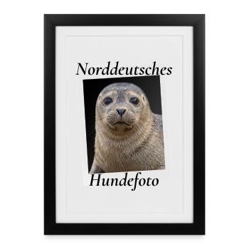 Norddeutsches Hundefoto Lustiger Seehund Nordsee H - Gerahmtes Poster (27 × 37 cm) - Schwarz - Vorne