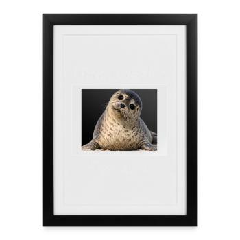 Norddeutsches Hundefoto Lustiger Seehund Nordsee  - Gerahmtes Poster (27 × 37 cm) - Schwarz - Vorne