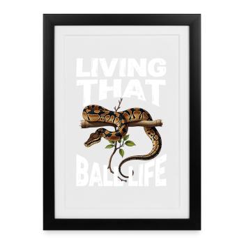 King Python Snakes Lover Terrarium Python - Framed poster (27 × 37 cm) - black - Front