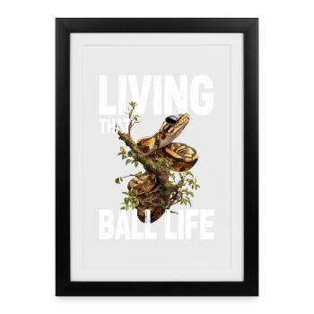 King Python Snakes Lover Terrarium Python - Framed poster (27 × 37 cm) - black - Front